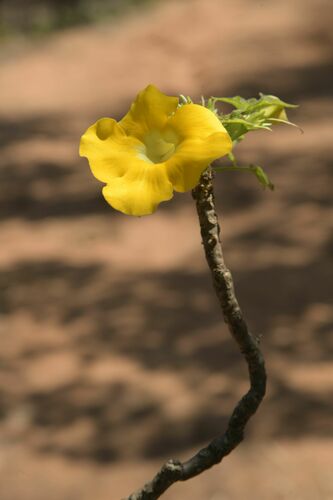 Uncarina leandrii