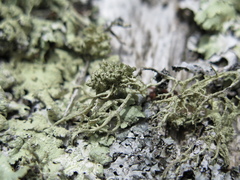 Tremella everniae