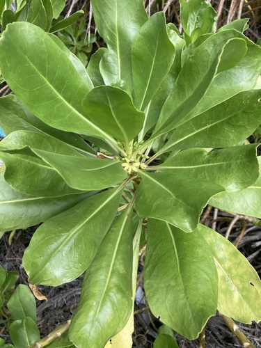 Scaevola paulayi observed 2024-10-14