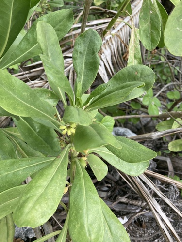 Scaevola paulayi observed 2024-10-14
