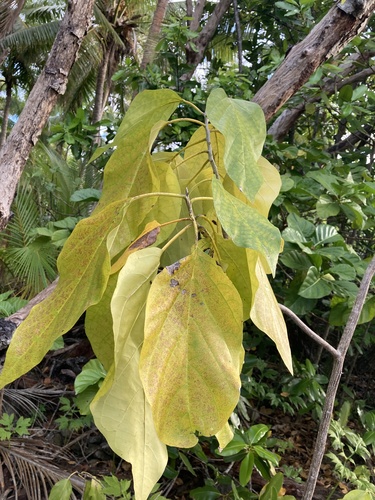 Image of Cordia subcordata by (c) Samuel Brown, some rights reserved (CC BY)
