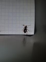 Platynus scrobiculatus