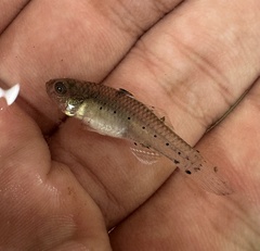 Peach Knight Goby photo 5