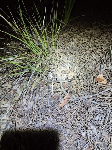 Western Tiger Snake sighting