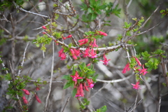 Fuchsia lycioides