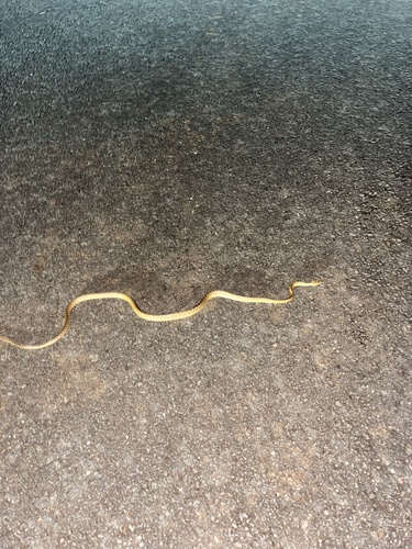 Brown Tree Snake sighting