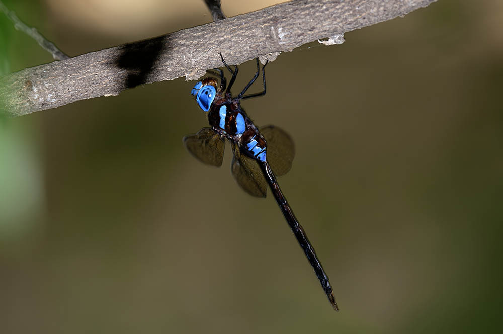 Donald's Hawker