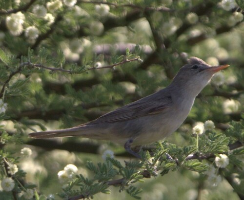 Olive-tree Warbler, Mopani District Municipality, South Africa, photo 9 of 10