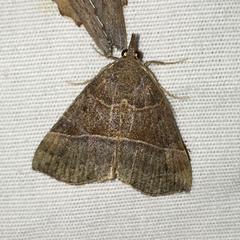 Hypena deceptalis