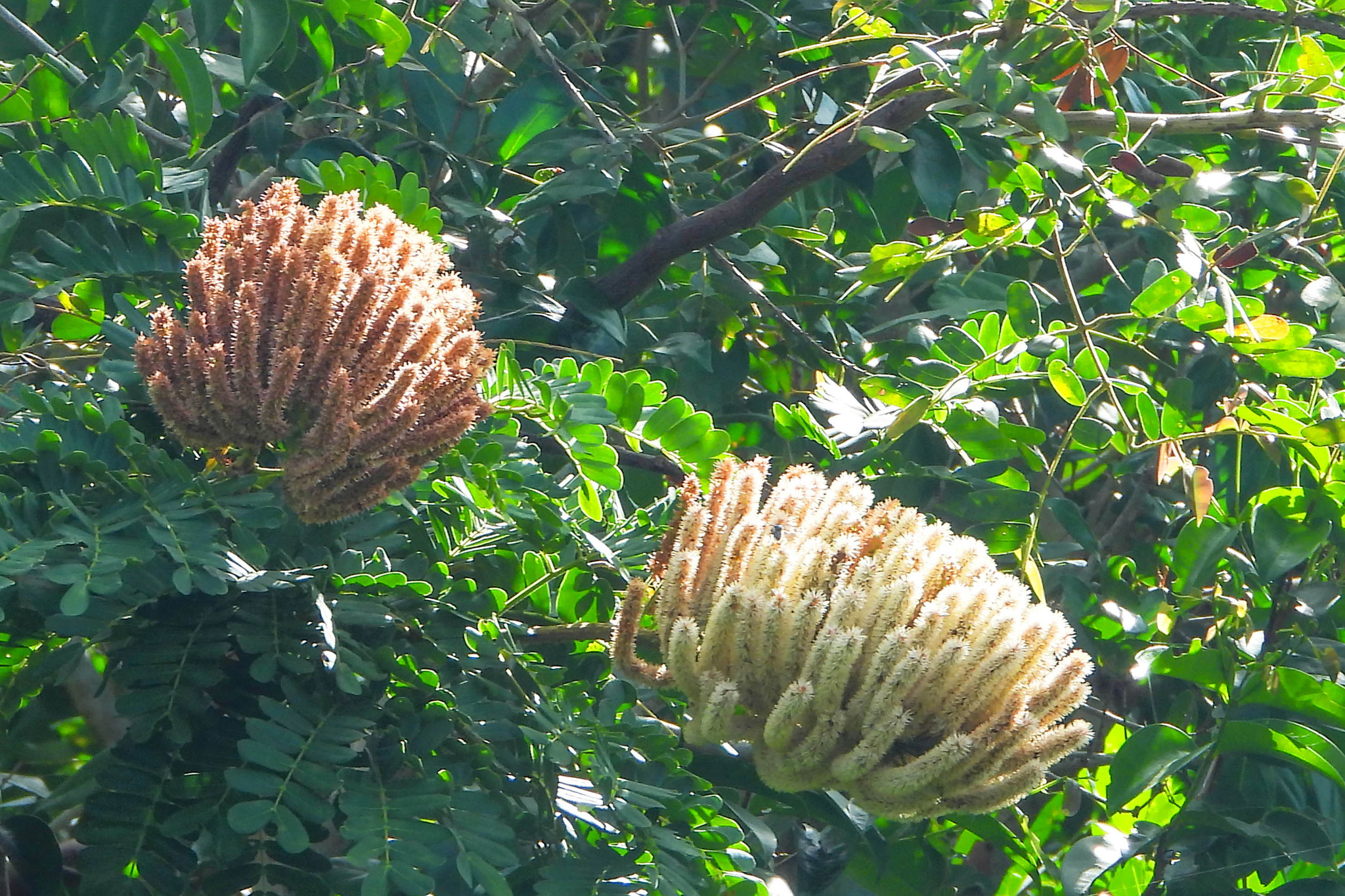 Entada polystachya