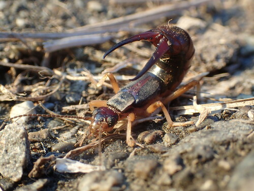 Shore Earwig, photo 3 of 8