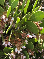 Arctostaphylos patula