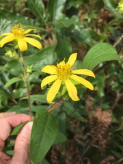 Silphium asperrimum