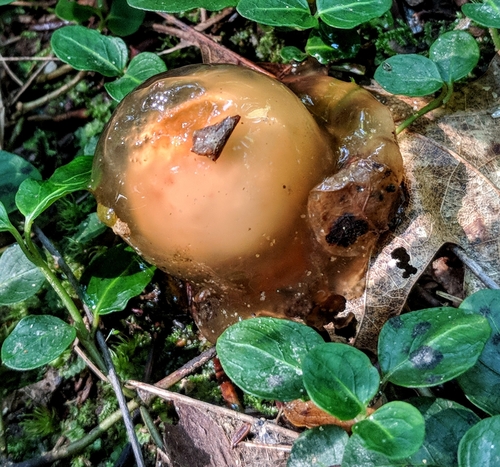 stalked puffball-in-aspic
