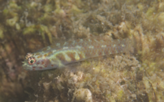 Paintedface Dwarfgoby photo 3