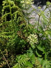Aralia hispida