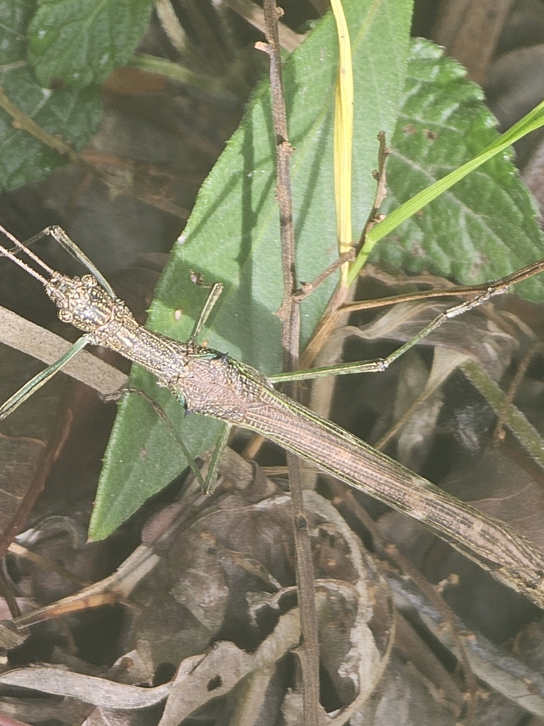 Prexaspes ambiguus