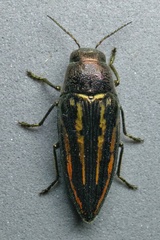 Buprestis lineata
