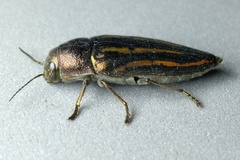 Buprestis lineata