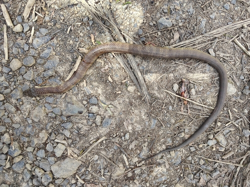 Tiger Snake sighting