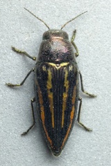 Buprestis lineata