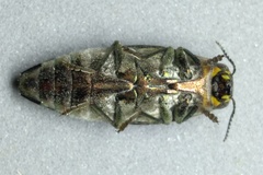 Buprestis lineata