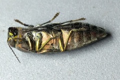 Buprestis lineata