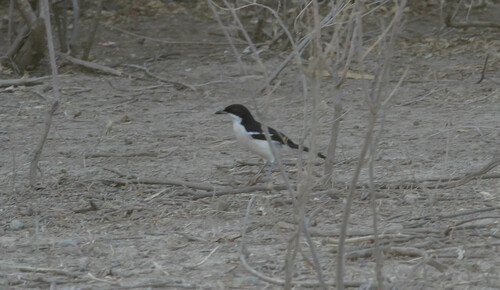 iNaturalist image