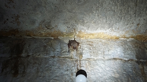 Naked-rumped Tomb Bat