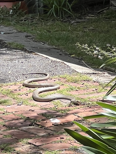 Eastern Brown Snake sighting