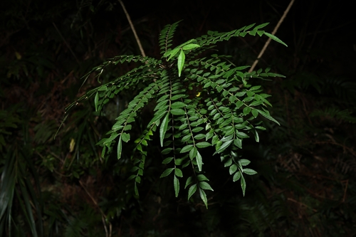 Image of Zanthoxylum schinifolium by (c) 林正文, some rights reserved (CC BY)
