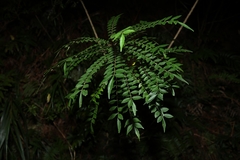 (c) 林正文, some rights reserved (CC BY) Zanthoxylum schinifolium, photograph (c) 林正文, some rights reserved (CC BY)