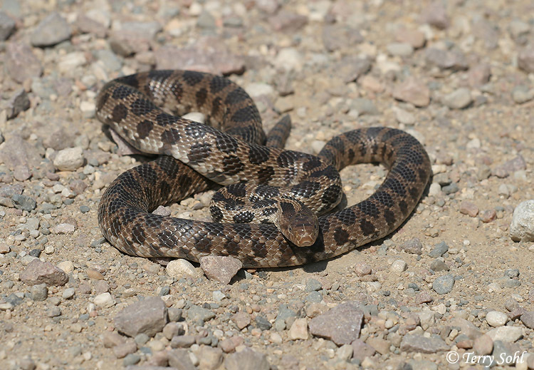 Western Foxsnake (Herpetological Diversity of Northern Michigan ...