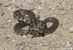 Western Foxsnake photo 2