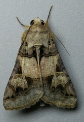 Melipotis agrotoides