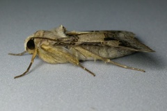 Melipotis agrotoides