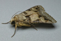 Melipotis agrotoides