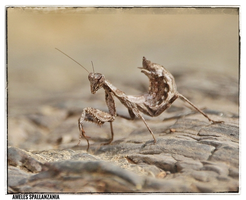 European Dwarf Mantis