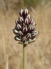 Allium curtum