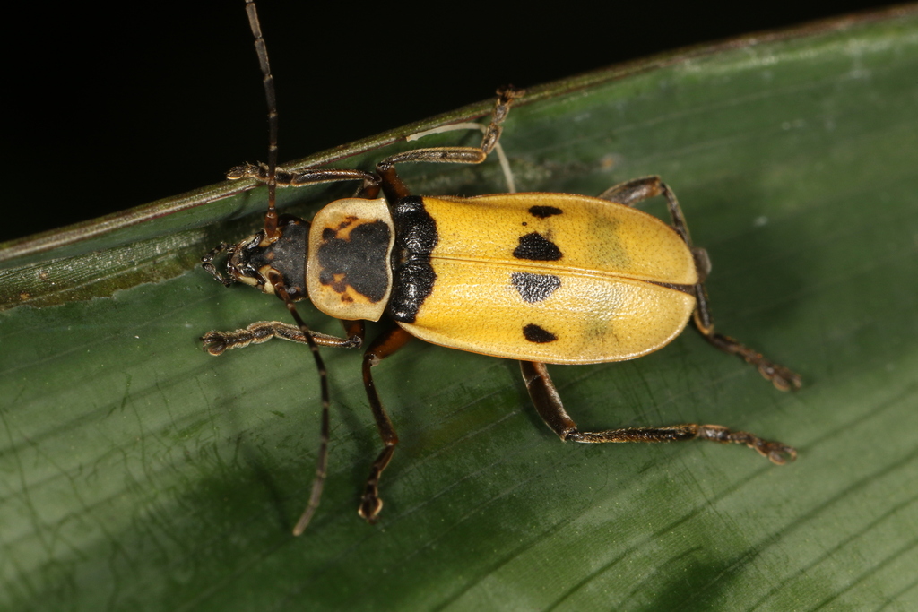 Chauliognathus flavipes