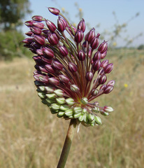 Allium curtum