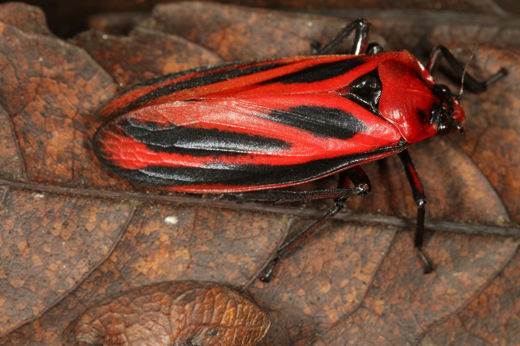 Sphenoclypeana parana