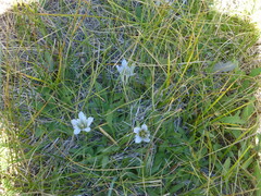 Gentiana newberryi