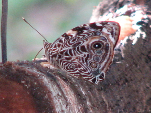 Blomfild's Beauty photo 2