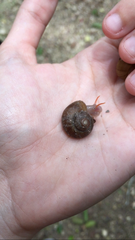 Neocyclotus dysoni