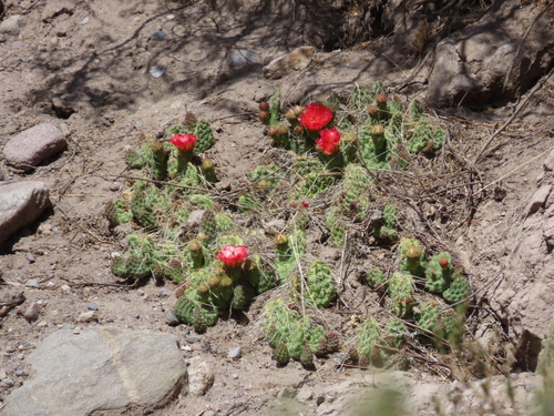 Airampoa picardoi (Airampoa picardoi)