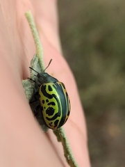 Calligrapha mexicana