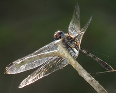 Dythemis velox