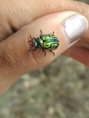 Calligrapha mexicana