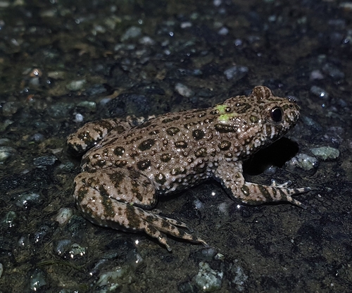 European Fire-Bellied Toad